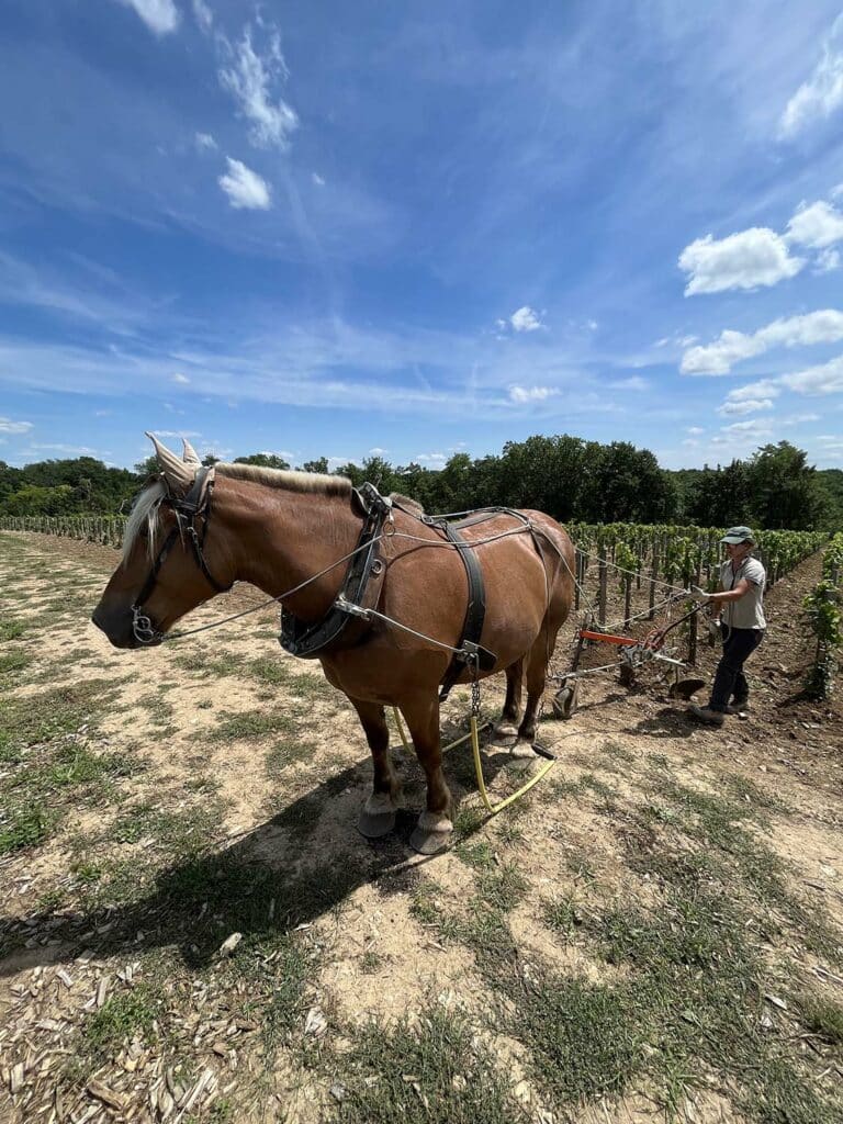 Vineyard_Tillage with horse traction 1
